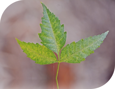 Neem leaves image