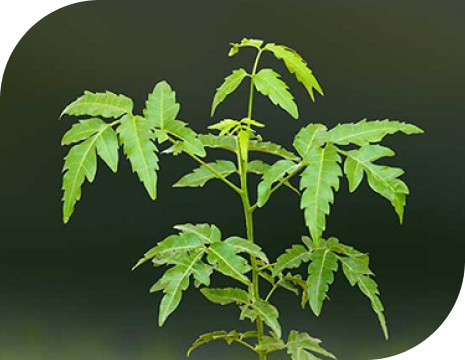 Neem plant