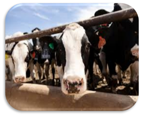 Group of cows while having liquid food