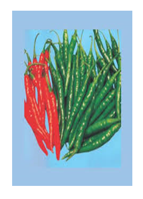 Red and Green chillies