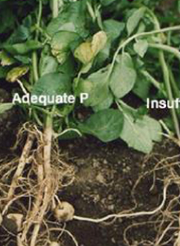 Potato leaves adequate level