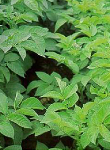 Potato leaves