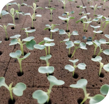 Close view of multiple hydrophonics plantation on the soil