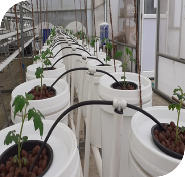 Hydrophonics plantation guide