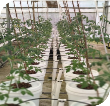 Showing series of growing plants arranged in order for decorative purposes