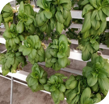 Multiple Hydrophonics plant growth on stand