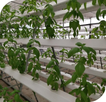 Showing the growth of hydrophonics on stand for decorative purposes