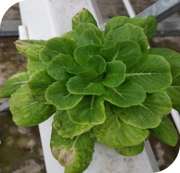 Hydrophonics plant growth on metal stand