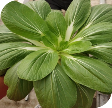 Close view of Hydrophonics for decorative purposes