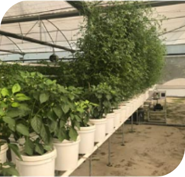 Showing series of growing plants arranged in order for decorative purposes