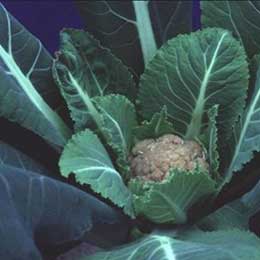 Showing Cauliflower leaves with Deficiency