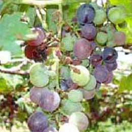 Showing deficiency in Grape Fruits