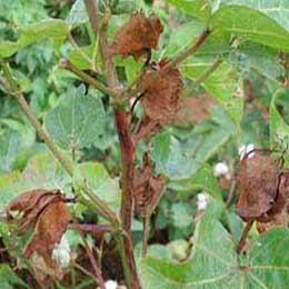 Showing deficiency in Cotton