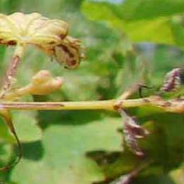 Showing deficiency in Grape Leaves