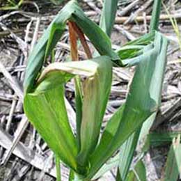 Showing Sugarcane leaves with Deficiency