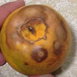 Showing Citrus fruit with Deficiency
