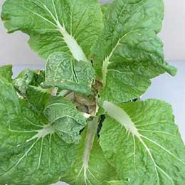 Showing Cauliflower leaves with Deficiency