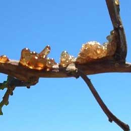 Showing Citrus branch with Deficiency