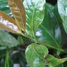 Green and brown leaves