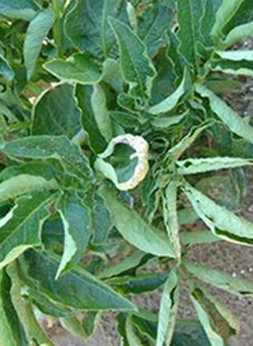 Showing deficiency in potato leaves
