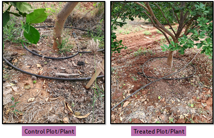 Control plot vs Treated Plot