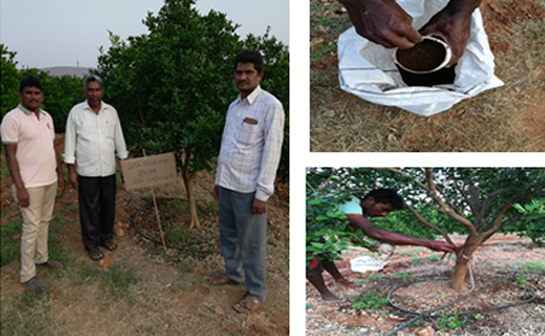 Persons involved to create wonders in Neem tree