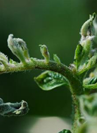 Initial stage of Potato leaves growth