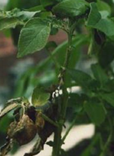 Potato leaves