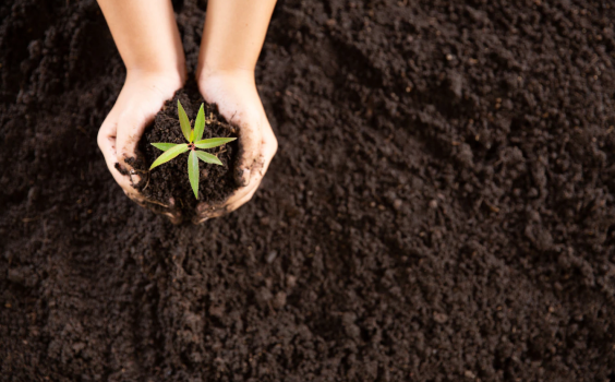 Little hand holding plant sapling in soil