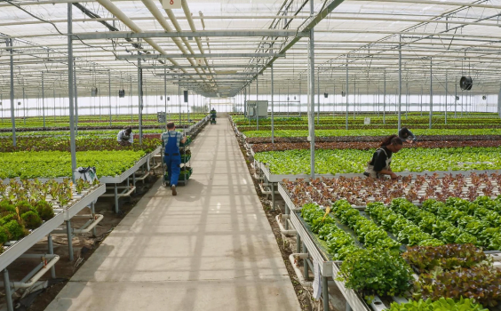 Workers in Farm house