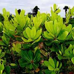 Showing Cashewnut leaves with deficiency