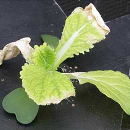 Showing Cauliflower leaves with Deficiency
