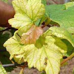 Showing deficiency in Grape Leaves