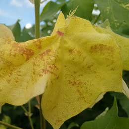Showing deficiency in Cotton