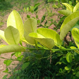 Showing Citrus leaves with Deficiency
