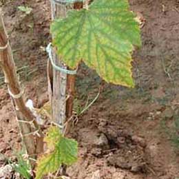 Showing deficiency in Grape Leaves