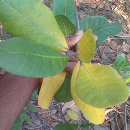 Showing Cashewnut leaves with deficiency