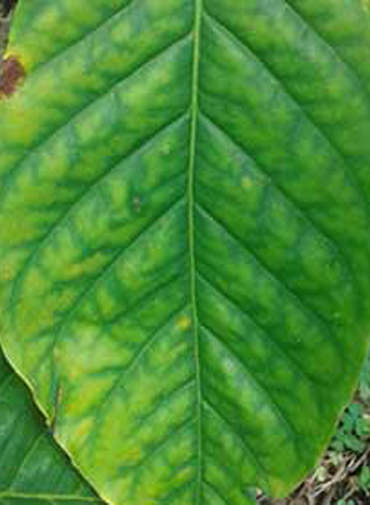 Showing deficiency in Coffee leaves