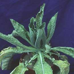 Showing Cauliflower leaves with Deficiency
