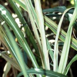 Showing Sugarcane leaves with Deficiency