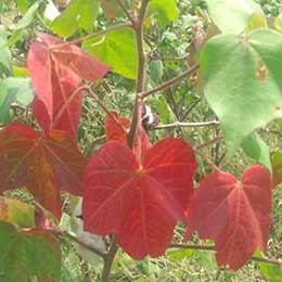 Showing deficiency in Cotton