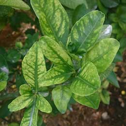 Showing Citrus leaves with Deficiency