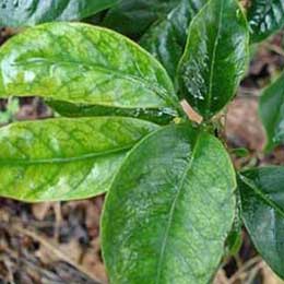 Green leaves