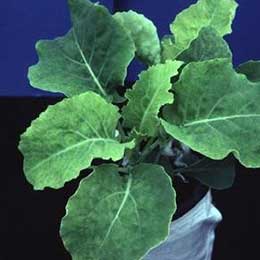 Showing Cauliflower leaves with Deficiency