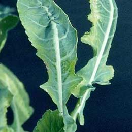 Showing Cauliflower leaves with Deficiency