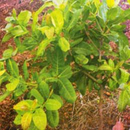 Showing Cashewnut leaves with deficiency