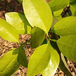 Showing Citrus leaves with Deficiency