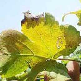 Showing deficiency in Grape Leaves