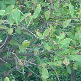 Showing Cashewnut leaves with deficiency