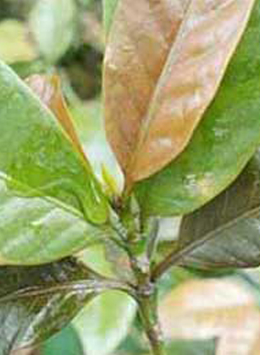 Showing deficiency in Coffee leaves